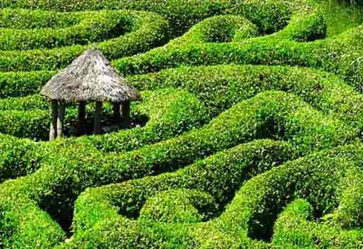 Tea garden similar to tandian