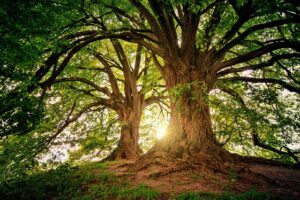 Trunk Tone and Qigong